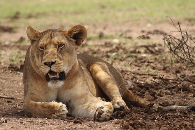 6-day Private Camping Safari Tour from Kilimanjaro Airport - Quick Reasons This Safari Works So Well