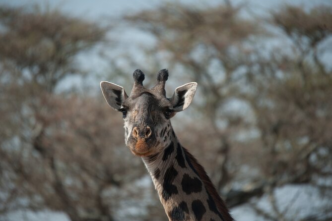 6-day Private Camping Safari Tour from Kilimanjaro Airport - From Kilimanjaro Airport to Arusha: Where Your Trip Really Begins