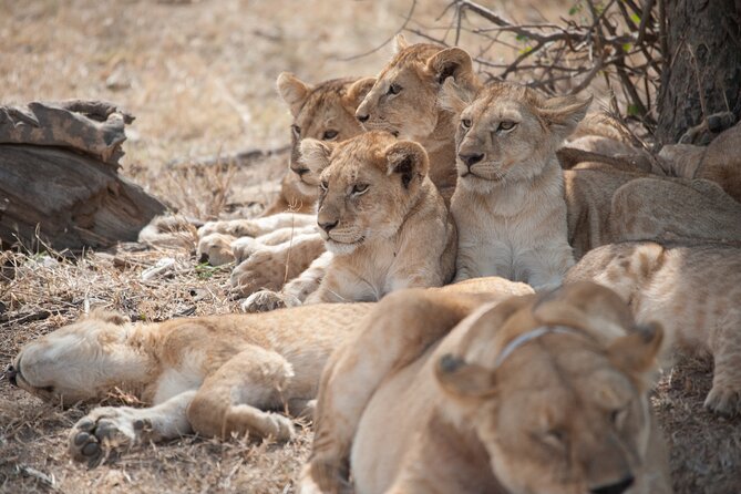 6-day Private Camping Safari Tour from Kilimanjaro Airport - Serengeti Game Drives: Plains, Predators, and the Seronera Base