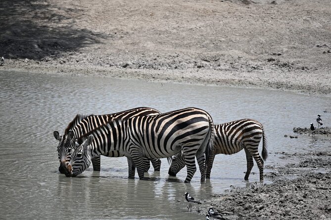 6-day Private Camping Safari Tour from Kilimanjaro Airport - Ngorongoro Conservation Area and Crater: Giant-Scale Wildlife in a Smaller Space