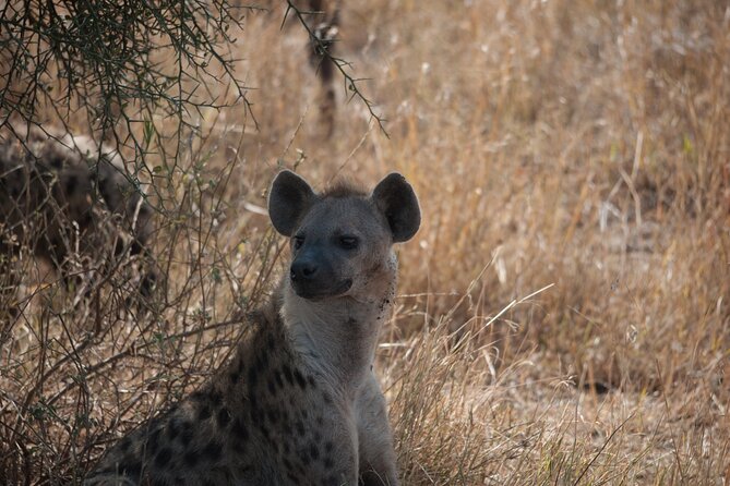 6-day Private Camping Safari Tour from Kilimanjaro Airport - Camping, Cooking, and Meals: What You Can Expect Beyond the Tent