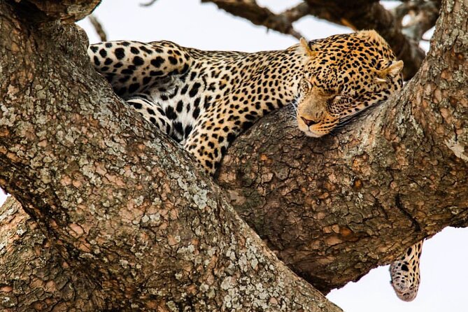 6-Day Private midrange Tour in Arusha with Airport Pickup - Key highlights and what makes this route special