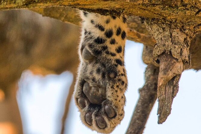 6-Day Private midrange Tour in Arusha with Airport Pickup - Day 3 and 4 in Serengeti: central Serengeti focus for repeat chances