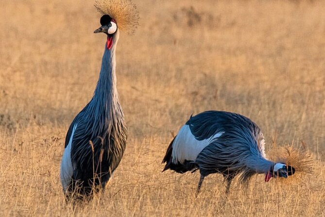 6-Day Private midrange Tour in Arusha with Airport Pickup - Day 5: sunrise in Serengeti, then Ngorongoro Conservation Area for crater time