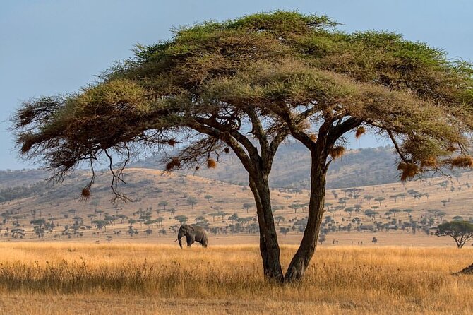 6-Day Private midrange Tour in Arusha with Airport Pickup - Who this safari is best for (and who should think twice)