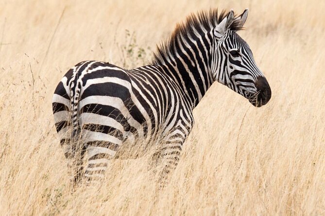 6-Day Private midrange Tour in Arusha with Airport Pickup - Day 2 at Lake Manyara: flamingos, leopards, and a different park feel