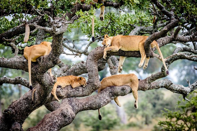 6-Day Serengeti Migration: Private Safari with Mid-range Luxury - Two Serengeti days in a row: scouting, predator chances, and learning animal patterns