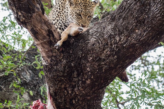 6-Day Serengeti Migration: Private Safari with Mid-range Luxury - Sunrise Serengeti to Ngorongoro: the switch from plains to crater wonder