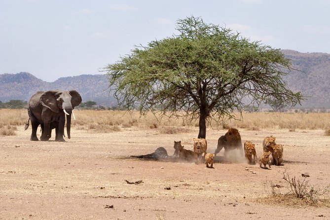 6-Day Serengeti Migration: Private Safari with Mid-range Luxury - Day 6 Ngorongoro descent and crater-floor picnic at hippo lake