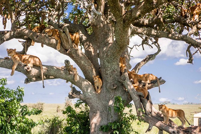 6-Day Serengeti Migration: Private Safari with Mid-range Luxury - Your vehicle and comfort: what the pop-up roof and small seats do for you