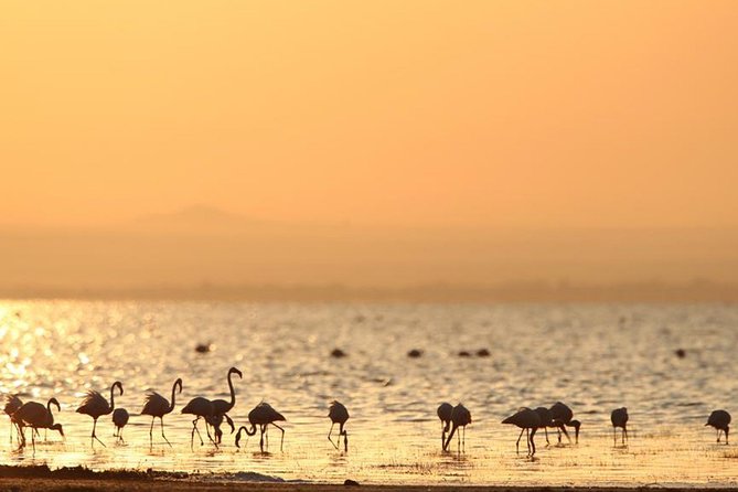6-Day Serengeti Migration: Private Safari with Mid-range Luxury - Meals, camp stays, and that camp-to-safari rhythm