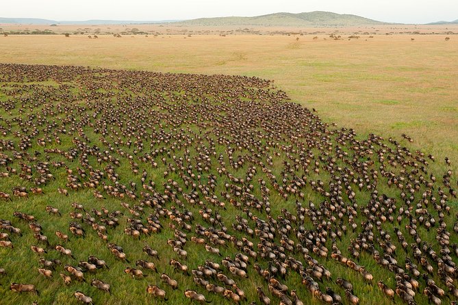 6-Day Serengeti Migration: Private Safari with Mid-range Luxury - Day 1 Tarangire National Park: baobabs, the river, and elephant families