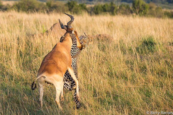 6 Day Serengeti wildebeest migration Camping Safari - Day 4 full Serengeti game drive: strategy matters when rain changes everything
