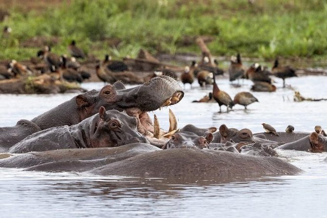 6 Day Serengeti wildebeest migration Camping Safari - Day 6 inside Ngorongoro at daybreak: black rhinos and the crater’s bird life