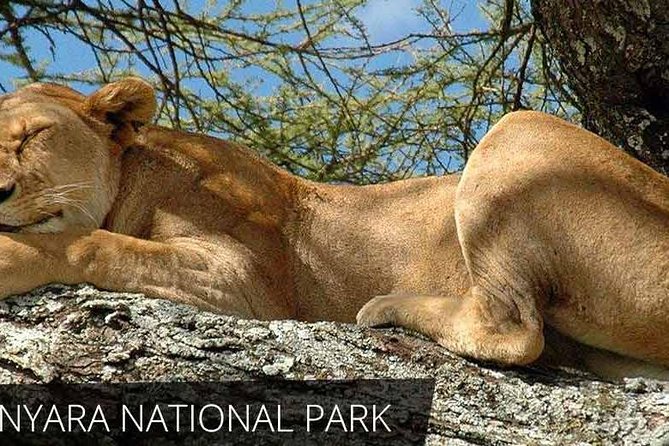 6 Day Serengeti wildebeest migration Camping Safari - Day 2 Lake Manyara region, Mto wa Mbu, and a Maasai waterfall walk