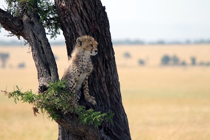 6-Day Tanzania Adventures Safaris - Group Joining Camping Safaris - Day 1 Tarangire: elephants, baobabs, and camp near the action