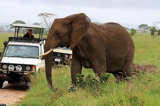 6-Day Tanzania Camping Safari: Lake Manyara, Serengeti, Ngorongoro Cater and Tarangire National Park from Arusha - Ngorongoro Crater on day 4: rim views, then the crater plan