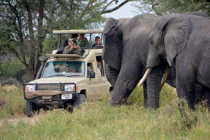 6-Day Tanzania Camping Safari: Lake Manyara, Serengeti, Ngorongoro Cater and Tarangire National Park from Arusha - Serengeti days 2 and 3: the best shot at sweeping wildlife