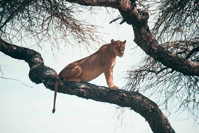 6-Day Tanzania Safari Experience – Midrange - Why this Northern Tanzania route works in 6 days