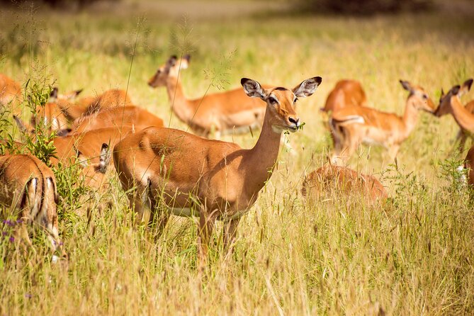 6-Day Tanzania Safari Experience – Midrange - Serengeti: Acacia Serengeti Camp and a morning 08:00 game drive