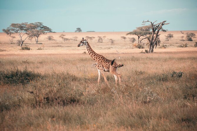 6-Day Tanzania Safari Experience – Midrange - Ngorongoro Crater: the descent day, then Karatu at Ngorongoro Coffee Lodge