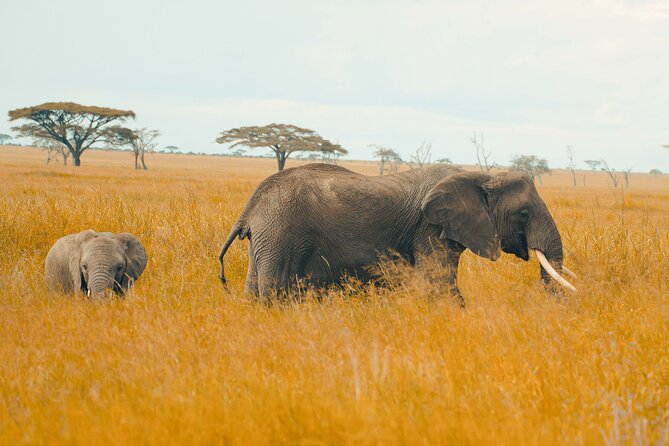 6-Day Tanzania Safari Experience – Midrange - Comfort details that matter: 4x4, binoculars, bottled water, and real meals