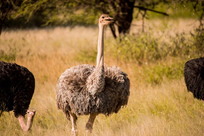 6-Day Tanzania Safari Experience – Midrange - Price and value: what $1,300 covers, and what you must budget