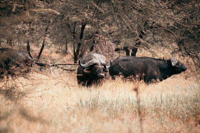 6-Day Tanzania Safari Experience – Midrange - Getting picked up at Kilimanjaro and settling in at Villa Maua