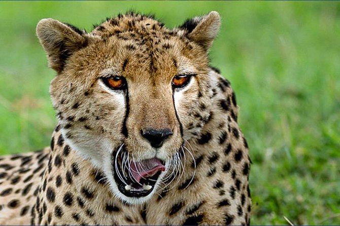 6 Day Tanzania Wildlife Mid range Safari - Days 3 and 4: Serengeti with Seronera River time and migration focus