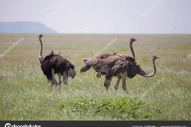 6 Day Tanzania Wildlife Mid range Safari - Days 5 and 6: Ngorongoro Crater, Olduvai Gorge, and Lake Magadi