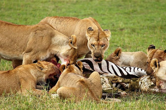 6 Day Tanzania Wildlife Mid range Safari - Lodges, tented camps, and meals that keep you fueled for long drives
