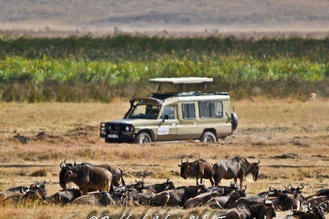 6 Day Tanzania Wildlife Mid range Safari - How much guide quality matters on wildlife days