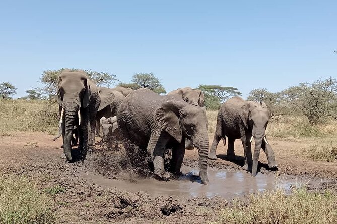 6 -Day Tarangire, Manyara, Serengeti & Ngorongoro - The value of this Tanzania route, Arusha to crater and back