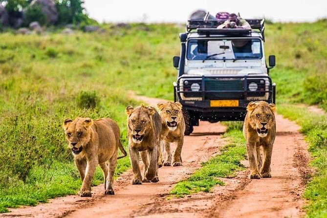 6-Day Unforgettable Tour in Tanzania - Day 1 Tarangire National Park: early motion and a camp outside the action