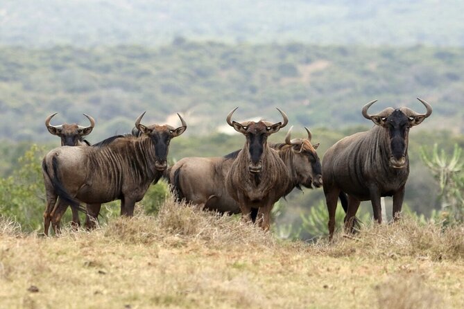 6-Day Unforgettable Tour in Tanzania - Day 4 Ngorongoro Conservation Area morning, then back toward Ngorongoro Simba campsite