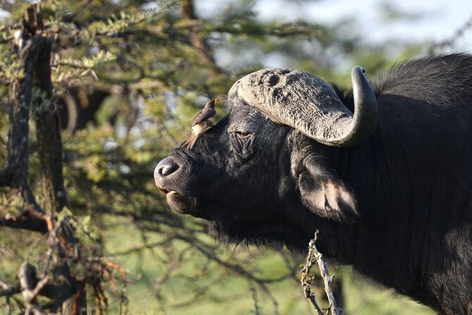6 Days 5 Night Safari - Final Day Birding by the Tarangire River: Dry Season Logic