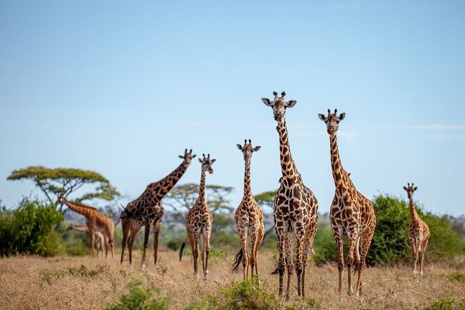 6 Days 5 Night Safari - Guides and Drivers: The Human Factor That Reviews Keep Pointing At