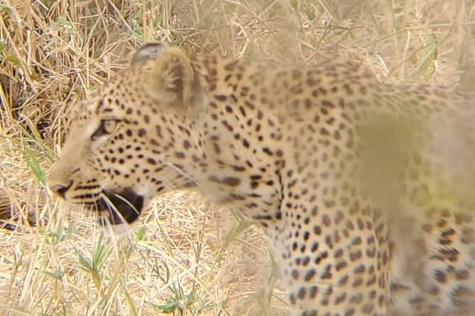 6 Days 5 Night Safari - Lake Manyara National Park: Tree-Climbing Lions and Forest Edges