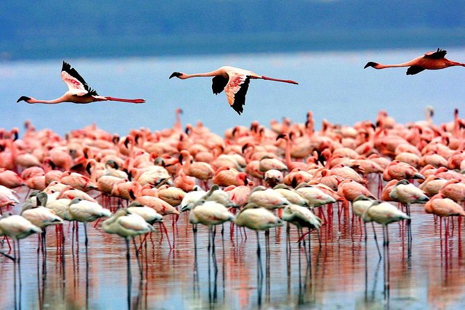 6 Days 5 Nights lodge safari Tarangire, Manyara, Serengeti & Ngorongoro Crater - Days 3 and 4 Serengeti: Rim views, big plains, and morning magic