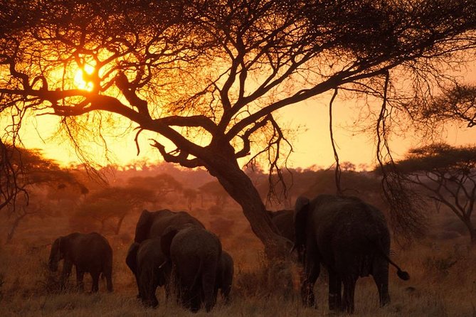 6 Days 5 Nights lodge safari Tarangire, Manyara, Serengeti & Ngorongoro Crater - Day 5 Early safari then transfer to Ngorongoro: sunrise energy to crater country