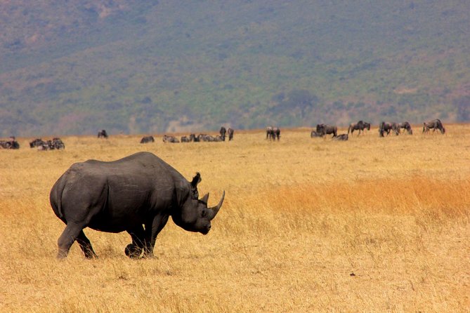 6 Days 5 Nights lodge safari Tarangire, Manyara, Serengeti & Ngorongoro Crater - Guide quality is the multiplier: Lameck, Anderson, Thomas, Erasto, Amos, and Marc