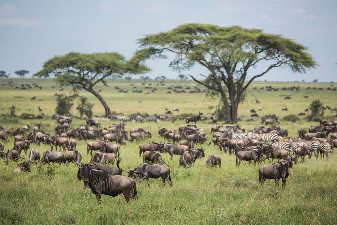 6 days 5 nights safari Ngorongoro, Serengeti and Tarangire National Parks - Six Days, Three Parks: The Route That Builds Momentum