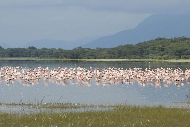 6 days 5 nights safari Ngorongoro, Serengeti and Tarangire National Parks - Sunrise Game Driving in Serengeti: Predator Odds When the Light Is Best