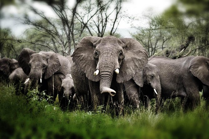 6 days 5 nights safari Ngorongoro, Serengeti and Tarangire National Parks - Ngorongoro Crater Descent: The 6-Hour Game Drive Moment
