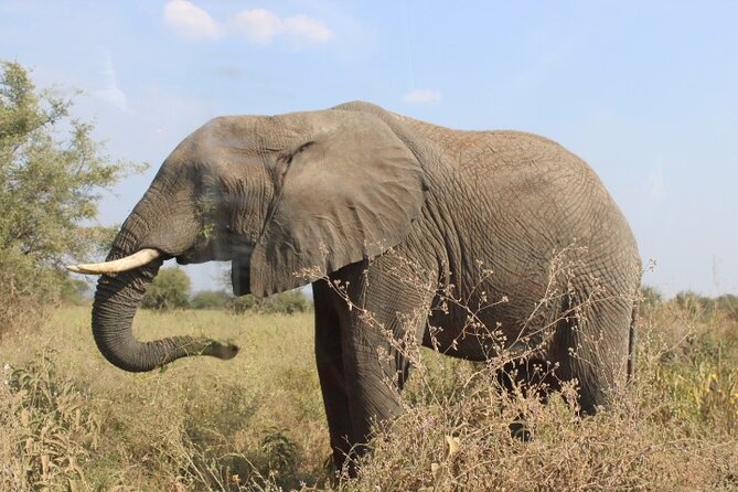 6 Days Adventure Towards Serengeti, Ngorongoro and Tarangire - Ngorongoro Conservation Area, Olduvai Gorge Option, Then a Lodge Overlooking the Crater