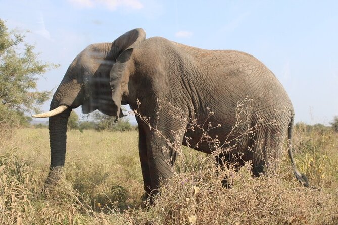 6 Days Adventure Towards Serengeti, Ngorongoro and Tarangire - What You Get for the Price: Park Fees, a Private Vehicle, and Real Time on Safari