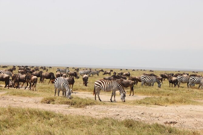 6 Days Adventure Towards Serengeti, Ngorongoro and Tarangire - Comfortable Timing and Real-World Logistics (What You Need to Pack and Plan)