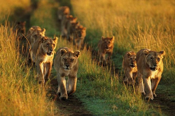 6 Days best adventure kilimanjaro ,Tarangire ,Serengeti &Ngorongoro crater - Day 4: The Ngorongoro crater floor day, picnic lunch, and classic wildlife