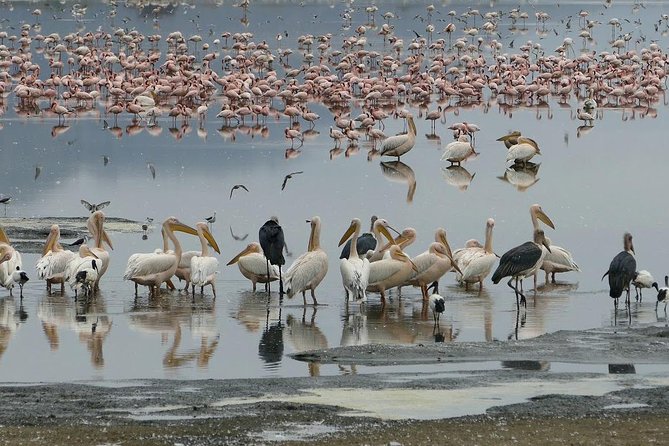 6 Days best adventure kilimanjaro ,Tarangire ,Serengeti &Ngorongoro crater - Day 5: Tarangire elephant herds and tree-savanna game drives