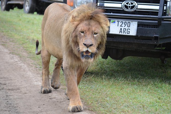 6 Days best adventure kilimanjaro ,Tarangire ,Serengeti &Ngorongoro crater - Day 6: Materuni Falls walking safari and Chemka hot springs stop